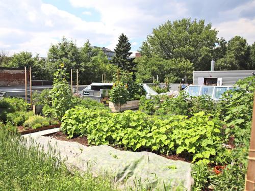 Vegetable garden